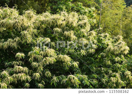 Chestnut flower Chestnut flower 115508162