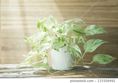 Devil's ivy Golden Pothos on wooden table Devil's ivy Golden Pothos on wooden table 115508492