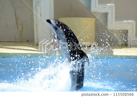 Dolphin show Dolphin show 115508566