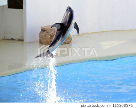dolphin jump dolphin jump 115508576