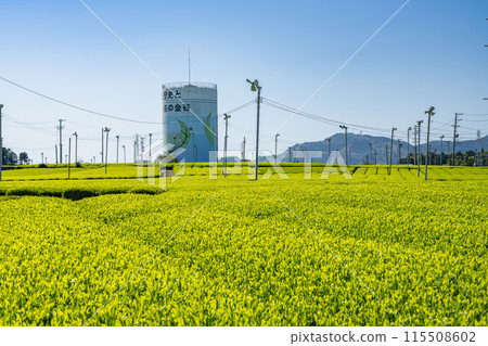 A view of tea fields spreading out under the blue sky at Makinohara Tea Garden in Shimada City (Shizuoka Prefecture) A view of tea fields spreading out under the blue sky at Makinohara Tea Garden in Shimada City (Shizuoka Prefecture) 115508602