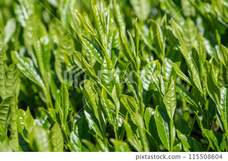 靜岡縣島田市牧之原茶園,清晨的陽光映照著新鮮的綠葉 靜岡縣島田市牧之原茶園,清晨的陽光映照著新鮮的綠葉 115508604