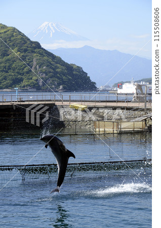 富士山和海豚跳躍 富士山和海豚跳躍 115508606