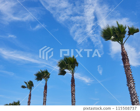 沿海棕櫚樹和美麗的藍天的夏季景觀 115508737