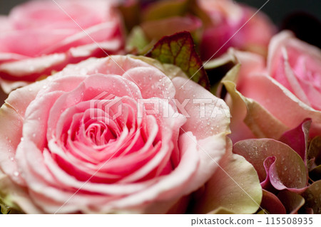 Beautiful pink roses with dew drops captured in soft lighting at a closeup angle Beautiful pink roses with dew drops captured in soft lighting at a closeup angle 115508935