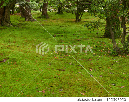 Scenery of the fresh greenery of Kenrokuen Garden in early summer and moss on the ground 115508950