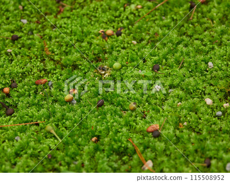 A landscape of moss on the ground of Kenrokuen Garden in early summer A landscape of moss on the ground of Kenrokuen Garden in early summer 115508952