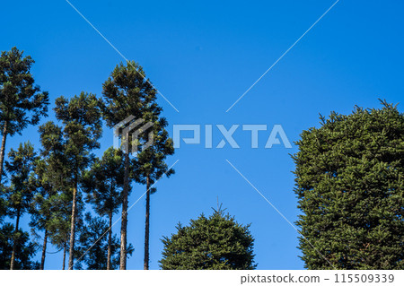 Trees in the factory shining against the blue autumn sky Trees in the factory shining against the blue autumn sky 115509339