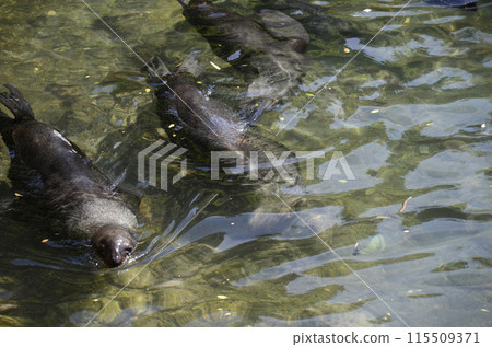 Sea lion 115509371