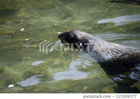 海獅 海獅 115509377