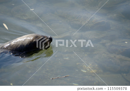 海獅 海獅 115509378