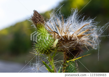 Autumn background - close-up of a boar thistle 115509483