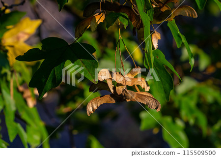 Bunch of fruits of Acer platanoides, also known as Norway maple. The fruit is a double samara with two winged seeds 115509500