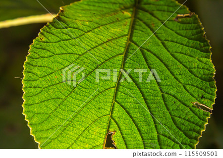 Green leaves background. Green leaves color tone dark in the morning 115509501