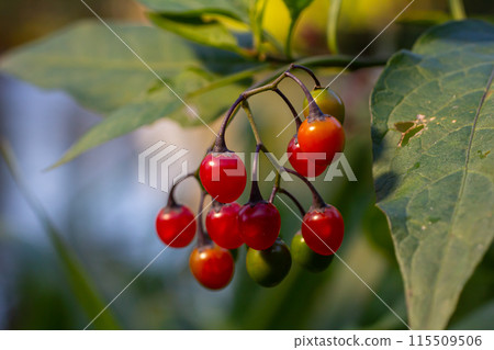 Red berries of woody nightshade, also known as bittersweet, Solanum dulcamara seen in August 115509506