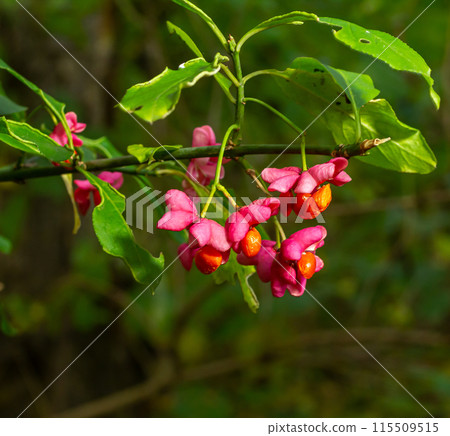 Euonymus europaeus, common spindle pink fruits closeup selective focus Euonymus europaeus, common spindle pink fruits closeup selective focus 115509515