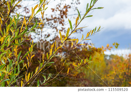 Salix purpurea purple willow or osier is a species of Salix native to most of Europe. Purple willow catkin, Salix purpurea Salix purpurea purple willow or osier is a species of Salix native to most of Europe. Purple willow catkin, Salix purpurea 115509520