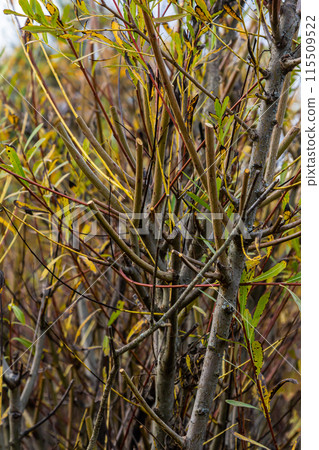 Salix purpurea purple willow or osier is a species of Salix native to most of Europe. Purple willow catkin, Salix purpurea 115509522