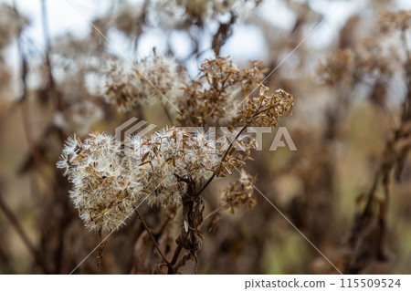 Fluffy white seeds of hemp-agrimony, selective focus - Eupatorium cannabinum 115509524
