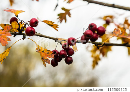 Green branches of hawthorn strewn with red berries 115509525