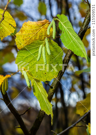 Colorful autumn leaves on a Witch Hazel,in a garden Colorful autumn leaves on a Witch Hazel,in a garden 115509531