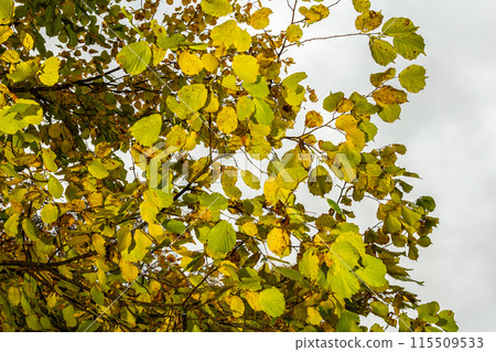 Colorful autumn leaves on a Witch Hazel,in a garden Colorful autumn leaves on a Witch Hazel,in a garden 115509533