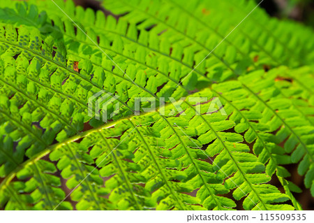 Green leaves of a young fern in spring and early morning under the bright sun Green leaves of a young fern in spring and early morning under the bright sun 115509535
