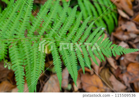 Green leaves of a young fern in spring and early morning under the bright sun 115509536