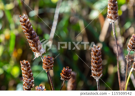 Dying self-heal ready to reseed 115509542