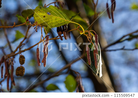 Speckled alders spread their seed through cone-like structures 115509547