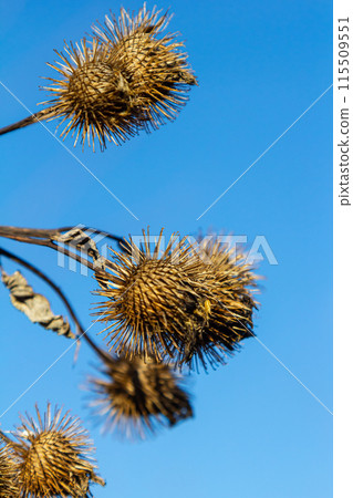 Arctium lappa, Lesser burdock dry seed heads. Arctium minus, autumn in the meadow with dried flowers burdock, commonly called greater burdock, edible burdock, lappa, beggar's buttons Arctium lappa, Lesser burdock dry seed heads. Arctium minus, autumn in the meadow with dried flowers burdock, commonly called greater burdock, edible burdock, lappa, beggar's buttons 115509551