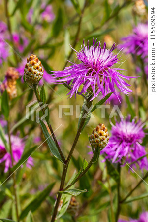 Centaurea jacea, the Brown Knapweed, known also as Brown-rayed Knapweed, Brownray Knapweed and Hardheads 115509594