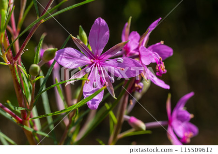 Pink Flowering Chamerion Dodonaei Alpine Willowherb Plant 115509612