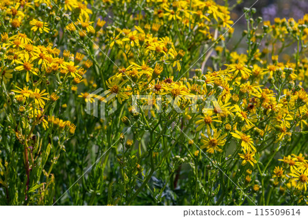 Yellow flowers of Senecio vernalis closeup on a blurred green background. Selective focus 115509614