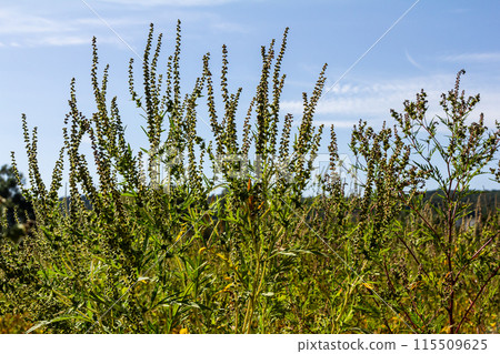 Ambrosia trifida, the giant ragweed, is a species of flowering plant in the family Asteraceae 115509625