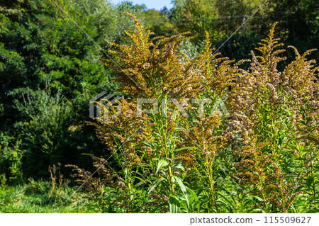 The wild flowers of Solidago altissima in autumn 115509627