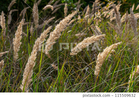 Inflorescence of wood small-reed Calamagrostis epigejos on a meadow Inflorescence of wood small-reed Calamagrostis epigejos on a meadow 115509632