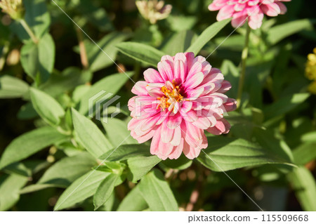 Ginia在花園裡盛開 115509668