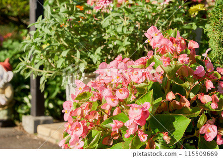 花園裡盛開的海棠 115509669