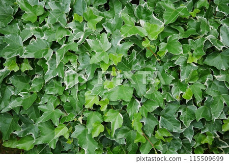 Ivy 20240503 Ivy 20240503 115509699