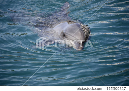 Dolphin Dolphin 115509817