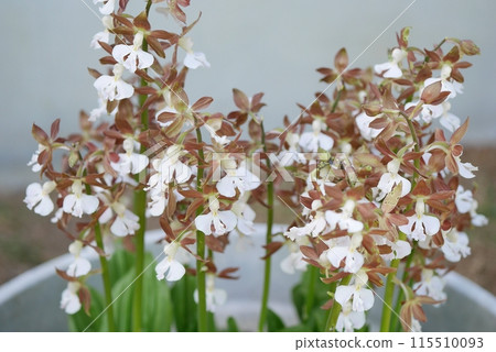 埃賓花 20240406 埃賓花 20240406 115510093