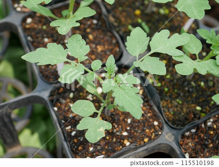 Tomato seedlings 20240501 115510198