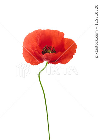 Single Red Poppy Flower Isolated on White Single Red Poppy Flower Isolated on White 115510520