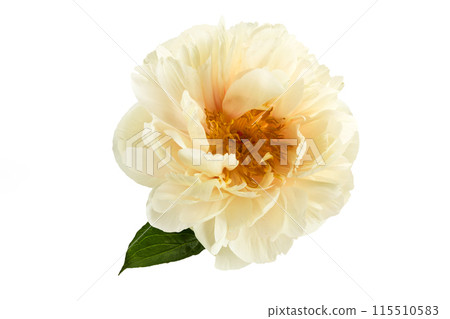 Elegant Single Peony Flower Isolated on White Elegant Single Peony Flower Isolated on White 115510583