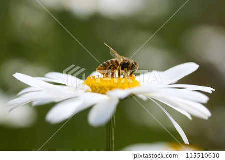 Bee Pollinating on White Daisy. Bee on a daisy with a green blurred background. Bee Pollinating on White Daisy. Bee on a daisy with a green blurred background. 115510630