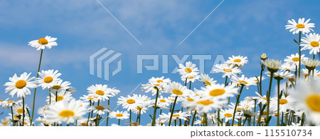 Sunny Daisy Field and Blue Sky 115510734