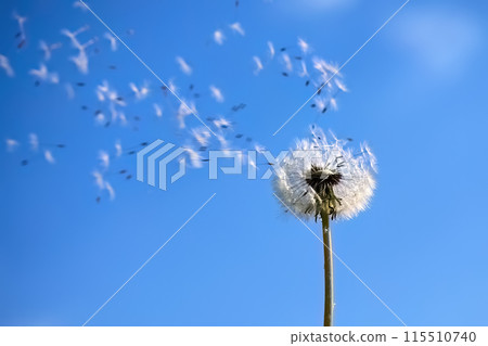Dandelion in the Breeze Dandelion in the Breeze 115510740