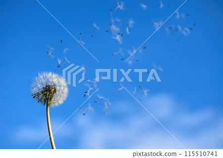 Dandelion Seeds Blowing in the Wind 115510741