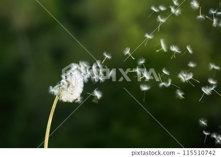 Dandelion Seeds in the Wind Dandelion Seeds in the Wind 115510742
